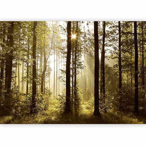 murando - Carta da Parati Adesiva Moderna per Soggiorno, Bosco, 490x350 cm | Fotomurale Autoadesiva, Pellicola Murales, Decorazione da Muro XXL, Carte da Parati Moderne, Foresta, Produzione Europea