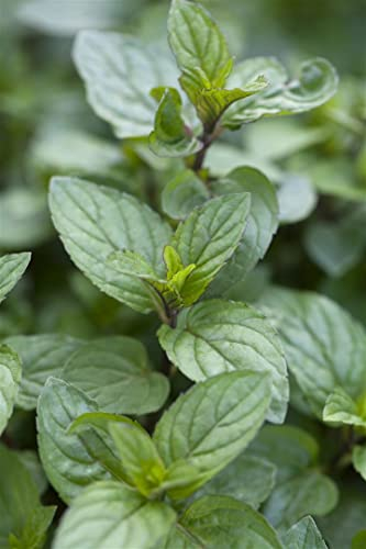 Mentha x piperita 'Chocolate' ca. 9x9 cm Topf - Schokoladenminze, aromatische Blätter, ideal für Tee und Desserts, bienenfreundlich, pflegeleicht
