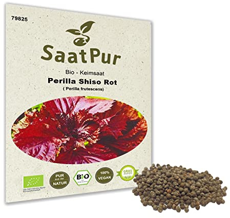 SaatPur® Saatgut Bio-Keimsprossen Perilla Shiso rot 2g, hohe Keimkraft, Micro-Greens für vitaminreiche, vegan, Keimsaat Sprossen Samen mikrobiologisch untersucht, nachhaltige Graspapier-Verpackung