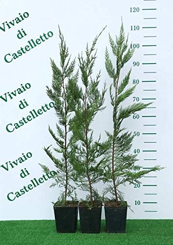 Cipresso di leyland “cupressocyparis leylandii, 12 Piante in vaso ø 18 cm, h 90/110 cm, Piante vere da esterno Vivaio di Castelletto