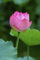 Seedeo® Anzuchtset Indische Lotusblume (Nelumbo nucifera)