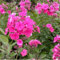 6 x Phlox paniculé 'Tenor' - Phlox Paniculata 'Tenor' - Godet 9x9cm - Blanc, plein soleil à mi-ombre, sol bien drainé