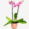 Pink Phalaenopsis Orchid – Elegant Flowering Indoor Plant for Home & Office – Long-Lasting & Air-Purifying