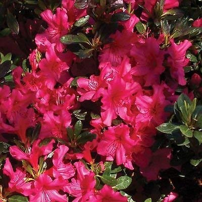 Semi Rododendro Rosa azalea Bush (Rhododendron ferrugineum) 50 + Semi