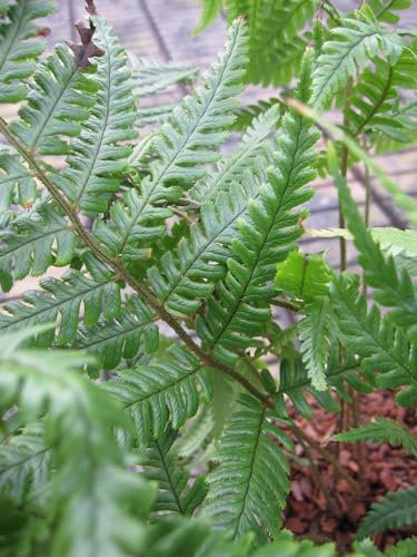 Himalaya Wurmfarn - Bronzefarbener Wurmfarn - Dryopteris lepidopoda