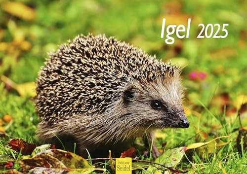 Edition Seidel Premium Kalender Igel 2025 Format DIN A3 Wandkalender Tierkalender Tier Wald heimische Wildtiere Waldtiere