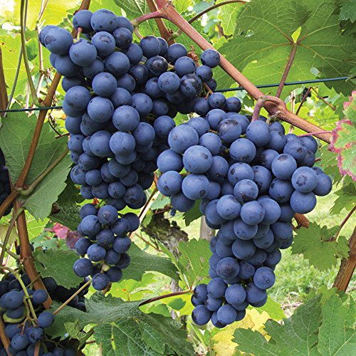Garden Grape Fruit Vine Trees Grow Your Own Outdoor Plant Hardy Shrub Plants Self-Fertile Black Grapes Vines Tree Variety for The UK Garden 1 x 2 Litre Vitis Vinifera Dornfelder by Thompson & Morgan