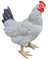 Aspinaworld wetterfeste Gartenfigur für außen, stehende weiße Huhn Figur 36 cm, Dekofigur Garten, Gartendeko aus Kunstharz
