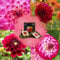 Mélange de Dahlias 'Outdoor Happiness' – 10 bulbes de dahlia – Rose et Rouge – Bulbes à fleurs – Meilleure qualité – Directement du producteur – 1,5 m²