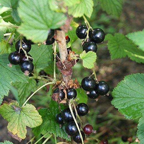 Potted Blackcurrant Fruit Bush Hardy Garden Plant, Easy to Grow Producing Heavy Crops of Tasty Edible Summer Fruit, 1 x Blackcurrant Ben Connan Plant in a 3 Litre Pot by Thompson & Morgan