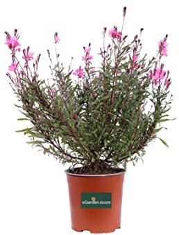 Pianta di Fior di Orchidea pianta di Gaura Lindheimeri Rossa pianta da esterno - pianta da fiore - pianta vera venduta da eGarden.store (Fior di Orchidea Rossa vaso 16)