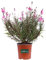 Pianta di Fior di Orchidea pianta di Gaura Lindheimeri Rossa pianta da esterno - pianta da fiore - pianta vera venduta da eGarden.store (Fior di Orchidea Rossa vaso 16)