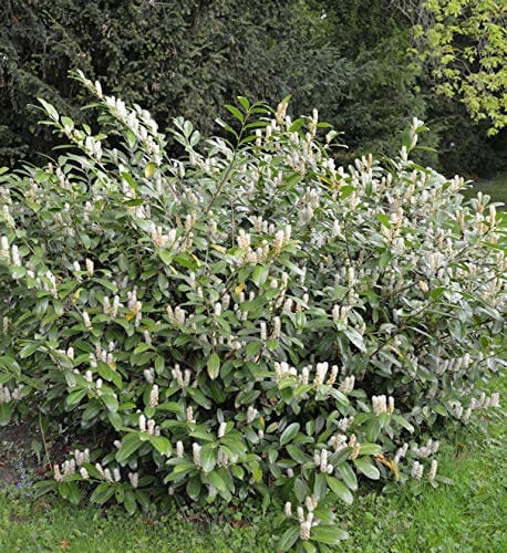 Zwerglorbeerkirsche Piri 40-50cm - Prunus laurocerasus