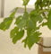 Feigenbaum Rouge de Bordeaux 40-60cm - Ficus carica