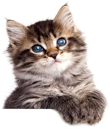 Wandaufkleber Katzen – Dekorative doppelseitige Aufkleber | Selbstklebende Dekoration aus PVC für Fenster, Türen, Wände und Toiletten, ideal für die Personalisierung des Zuhauses mit Katzenmotiven