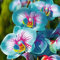 Rotyroya 100 Stück/Beutel Phalaenopsis-Samen, aromatische Cymbidium-Pflanzen, mehrjährige Orchideen-Blumensämlinge für den Bürogarten Phalaenopsis-Samen