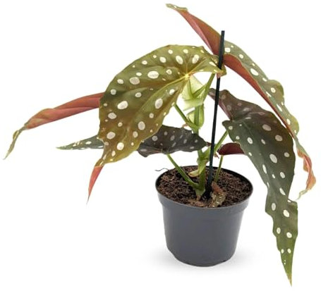 Spotted Begonia Maculata - Polka dot Begonia 35cm (12cm Nursery Pot)