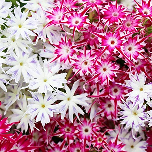 Phlox Twinkle Star di Drummond - Phlox drummonda cuspidata nana