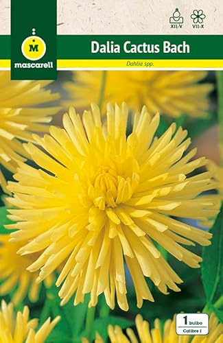 Mascarell Semillas, DALIA CACTUS BACH, Semillas Bulbosas, Bulbos de Flores Primavera Fácil de Cultivar, Bolsa 1 Bulbo