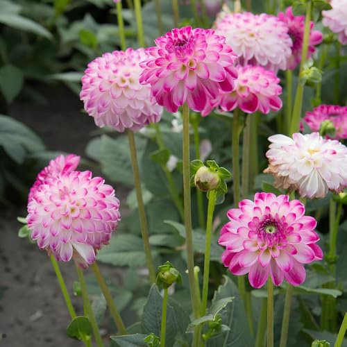 1 x Dahlia Border Decorative Pink Isa – White Petals Tipped with Pink – Summer Flowering Bulb – Attracts Bees & Butterflies – Perennials – for Your Beautiful Garden