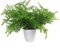 Leaf Mini Künstlicher Farn in Topf, 30 cm, Kunststoff, Southern Wood Fern