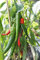 25 COREANA OSCURAS semillas verdes pimiento picante de chile rojo largo de Capsicum annuum