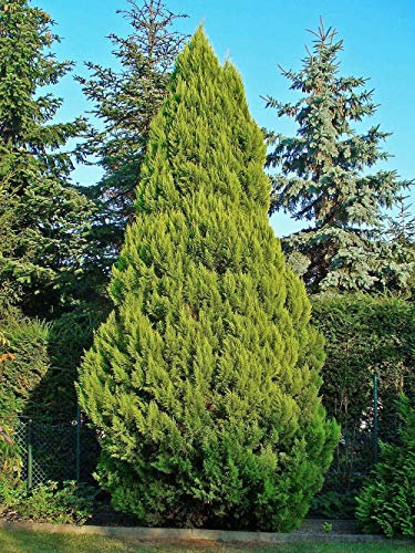 150 semi di cipresso di Lawson (Chamaecyparis lawsoniana)