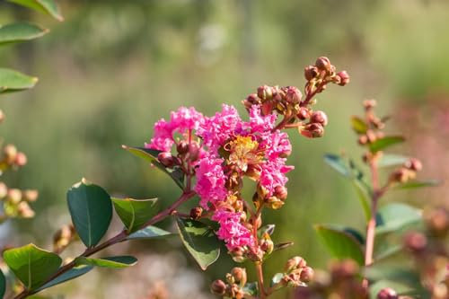 Lagerstroemia indica 'Petite Pink' 40-60 cm - Indischer Flieder, rosa Blüten, Blütezeit Juli-September, ideal für Kübel, pflegeleicht und winterhart