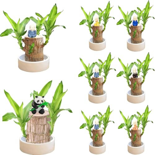 Dasongff Bois Brésilien Porte-Bonheur, Bois Facile à Cultiver, Bois en Germination, Brésil Lucky Wood, Plantes de Bambou Porte-Bonheur d'intérieur Décorations, Plante en Bois, Souche en Bois