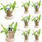 Dasongff Bois Brésilien Porte-Bonheur, Bois Facile à Cultiver, Bois en Germination, Brésil Lucky Wood, Plantes de Bambou Porte-Bonheur d'intérieur Décorations, Plante en Bois, Souche en Bois