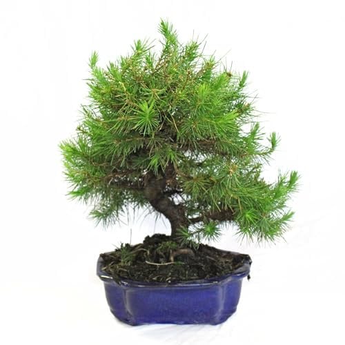 KENTIS - Bonsai Pino di Aleppo - Bonsai Pinus Halepensis - Piante Vere da Esterno - Vaso in Ceramica - Vaso Ø 16 cm H 30-40 cm