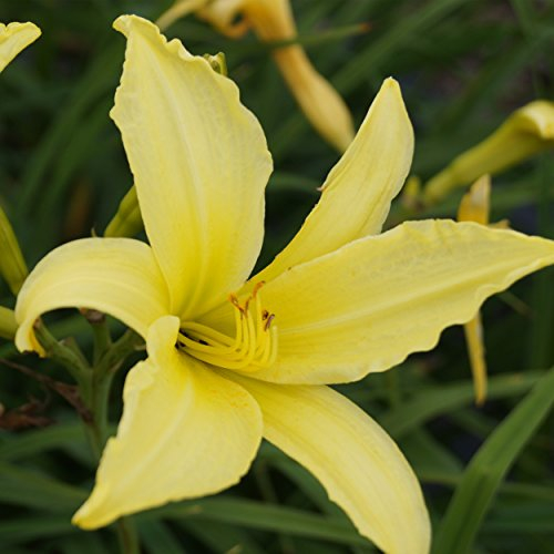 Blumixx Stauden Hemerocallis Hybride 'Atlas' - Taglilie im 1,0 Liter Topf hellgelb blühend