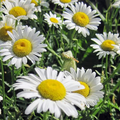 Plant World Seeds - Chrysanthemum Leucanthemum Seeds (Perennial Flower Seeds)