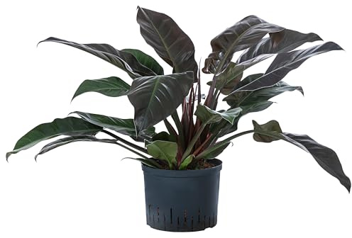 Dehner Baumfreund, Philodendron Imperial Red, in Hydrokultur, ca. 60 cm, Ø Topf 25 cm, Zimmerpflanze