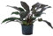 Dehner Baumfreund, Philodendron Imperial Red, in Hydrokultur, ca. 60 cm, Ø Topf 25 cm, Zimmerpflanze