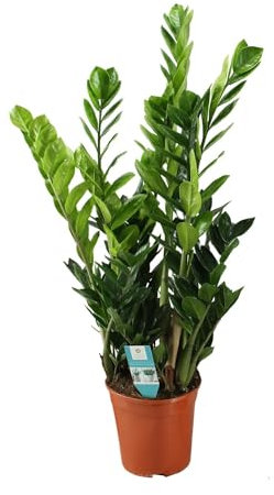 Zamioculcas - 90-100cm - Ø21cm - Plante d'intérieur - Vert persistant