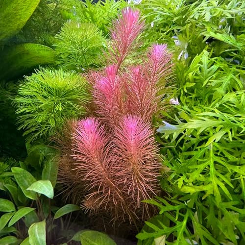 Rotala wallichii - NatureHolic In-Vitro Aquarium Moos für Garnelen Aquarium