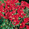 Zwerg Rhododendron Scarlet Wonder 15-20cm - Rhododendron repens - Zwerg Alpenrose - Gartenpflanze