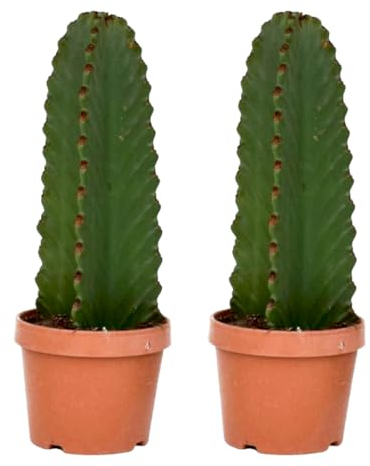 Plant in a Box - Euphorbia Ingens 'cactus vaquero' - Juego de 2 - cactus - maceta 18cm - altura 40-50cm