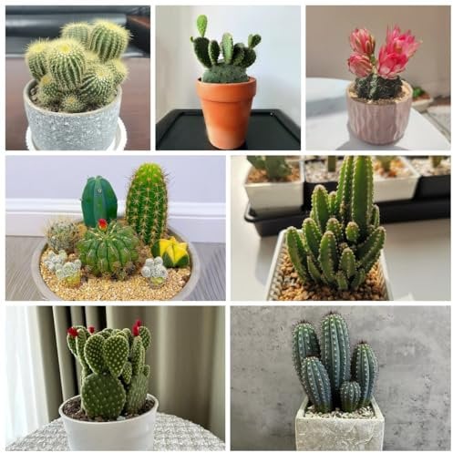 500 pcs kakteen samen winterharte pflanzen für balkon garten-geschenke kaktus pflanze samen bodendecker pflanzen winterhart kübelpflanzen winterhart luftreinigende zimmerpflanzen frühlingsblumen