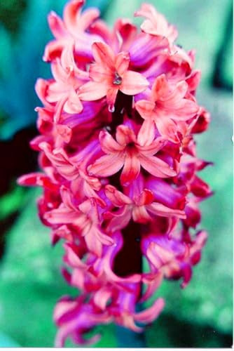 Hyacinthus Bulbi -Freschi- Compatti,Robusti, Naturali, Vitali-4 Bulbi-E