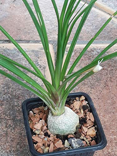 Portal Cool 2297 Beau Recurved. Caudex von 3,0 cm. sukkulente