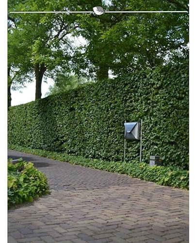 Rotbuche 175-200 cm. 30 Buchen. Die Buchenhecke kaufen Sie hier | Rotbuchen-Hecke
