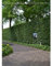 Rotbuche 175-200 cm. 30 Buchen. Die Buchenhecke kaufen Sie hier | Rotbuchen-Hecke