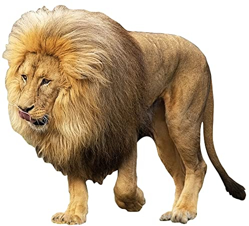 1art1 Löwen Der König des Dschungels Wand-Tattoo | Deko Wandaufkleber für Wohnzimmer Kinderzimmer Küche Bad Flur | Wandsticker für Tür Wand Möbel/Schrank 55x50 cm