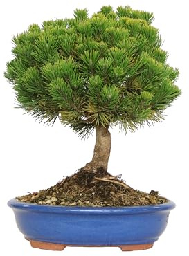 KENTIS - Kiefer Bonsai - Pinus Mugo Mughus - Echte Außenpflanzen Balkon Terrasse - Immergrün - H 40/50 cm Topf Ø 30 cm