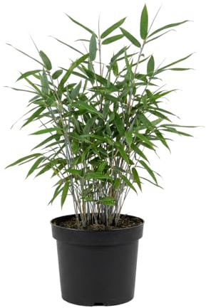 Bloomique - Fargesia Blue - Blauer Bambus - Nicht ausbreitend - Winterhart - Heckenpflanze - Höhe 20-40 cm - 14 - cm - Topf