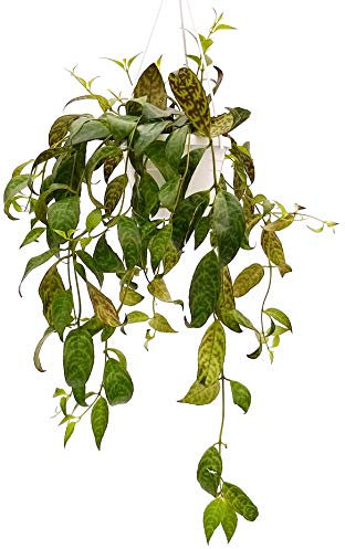 POWERS TO FLOWERS - AESCHYNANTHUS MARMORATUS, pianta vera