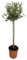 Pianta di OLIVO BONSAI A PALLA MINI FUSTO alberello h 100/120 cm IN VASO 20 CM FOTO REALE AMDGarden