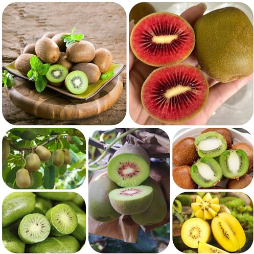 semillas de kiwi - kiwis camas elevadas para jardín en extremadamente resistentes orgánicas 300pcs